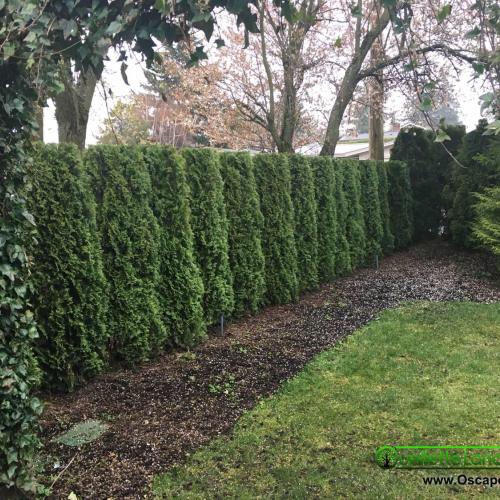  | Customer supplied a photo as part of his <a href="https://www.oscape.ca/reviews/professional-and-first-rate-landscaping-contractor">review</a> of our recent tree-cutting and hedges trimming service we did at this property in Surrey. | Hedge Trimming, Tree Pruning & Cutting 